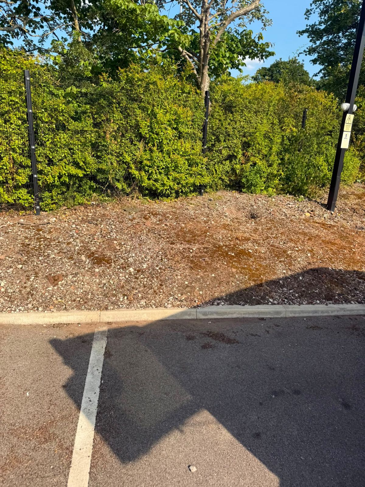 Cut-back shrubs and cleared bed at the edge of a car park